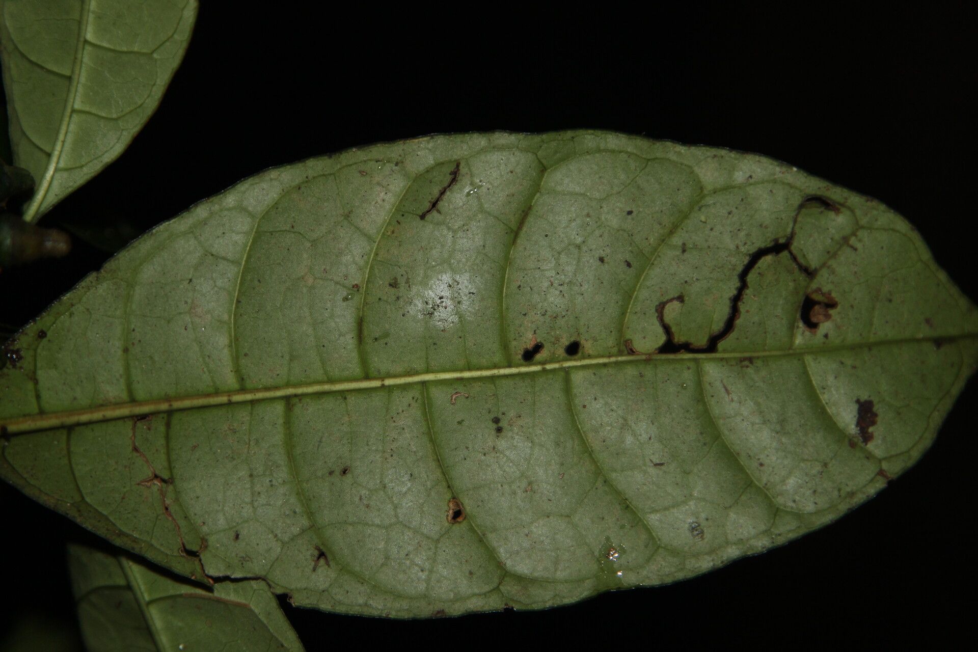 Psychotria potanthera — houseplant care guide