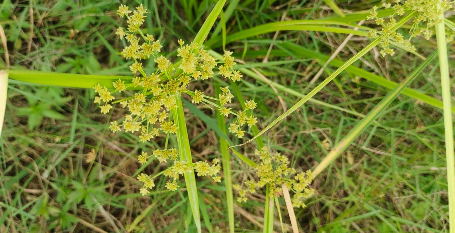 Cyperus virens flower
