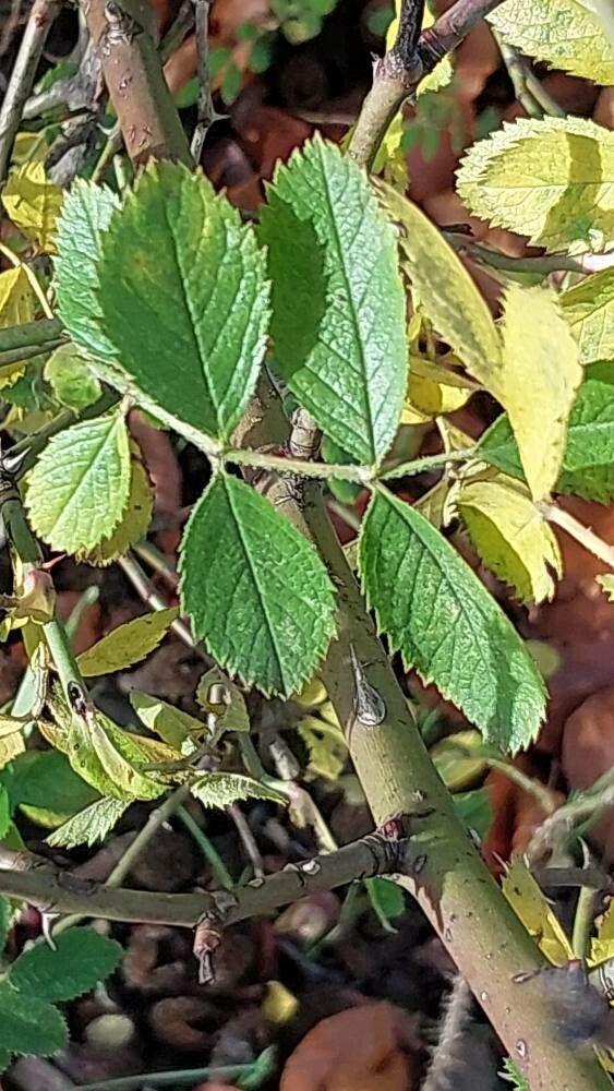 Rosa inodora — houseplant care guide