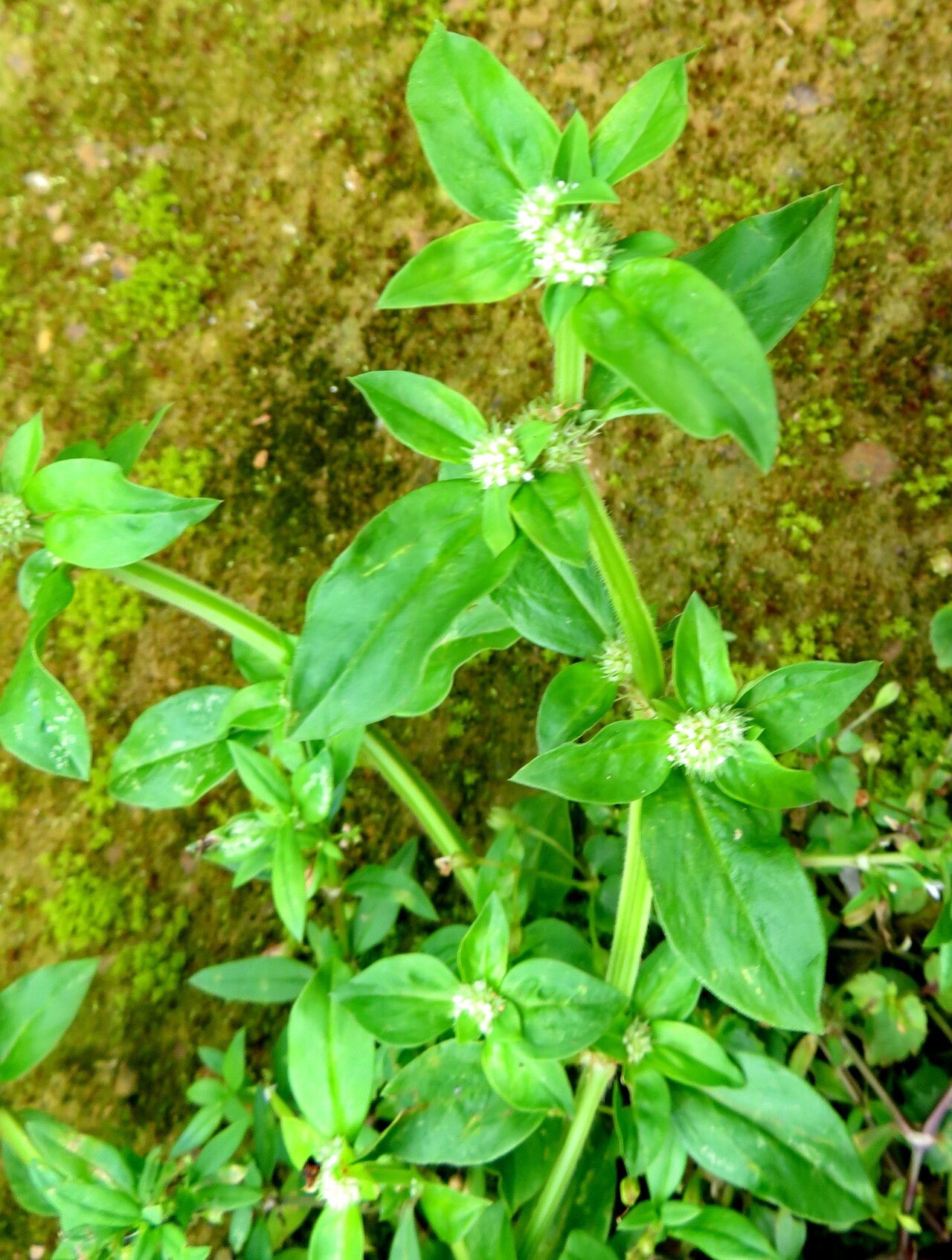 Spermacoce exilis — search result for 'Spermacoce'