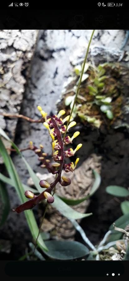 Bulbophyllum falcatum flower