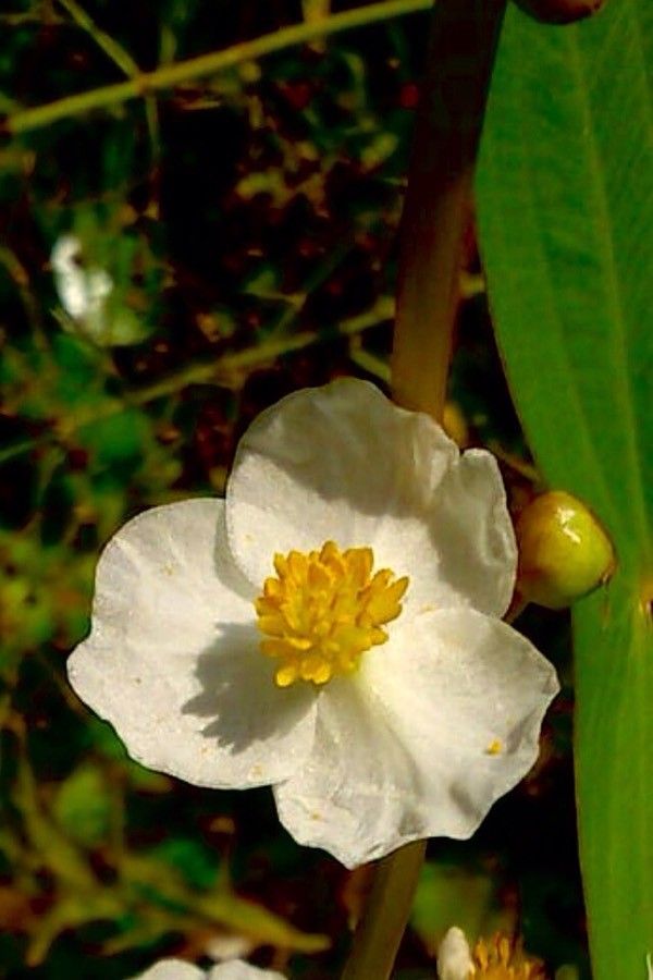 Sagittaria latifolia flower
