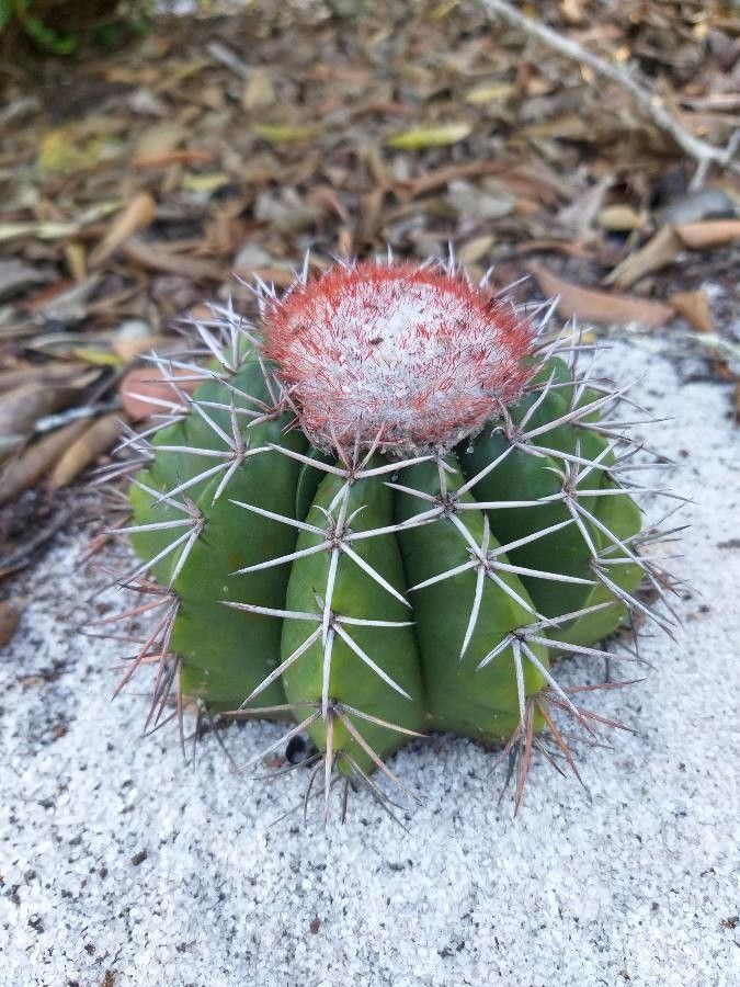 Melocactus violaceus leaf
