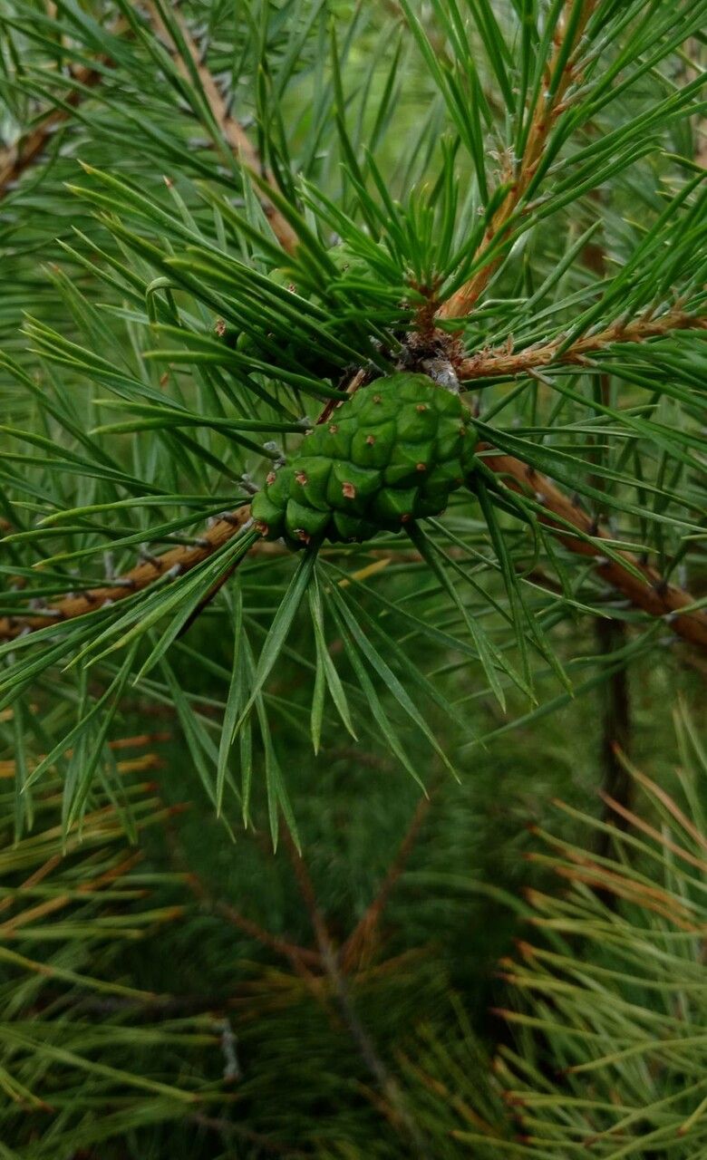 Pinus virginiana fruit