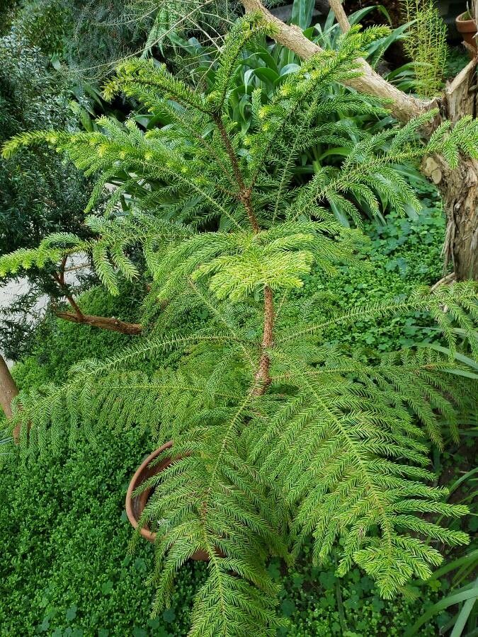 Araucaria biramulata habit