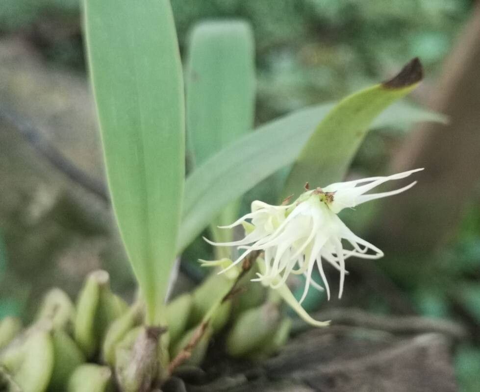 Bulbophyllum schimperianum flower
