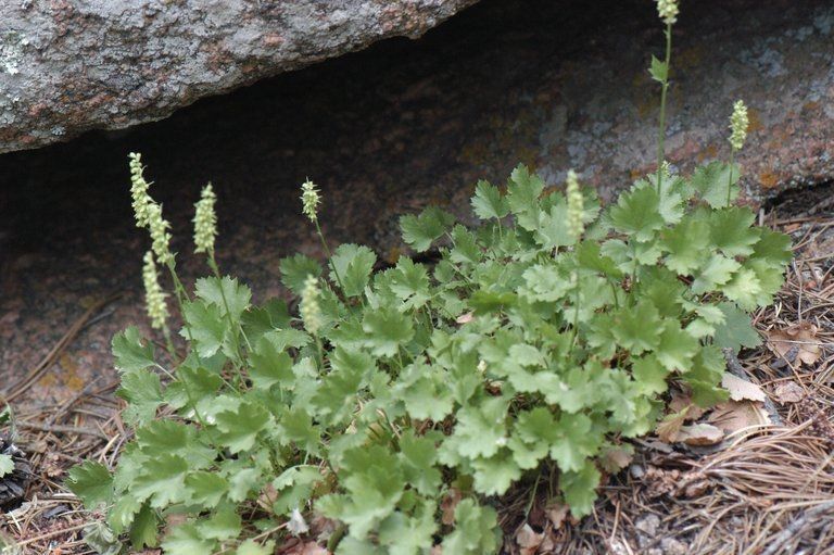 Heuchera bracteata habit