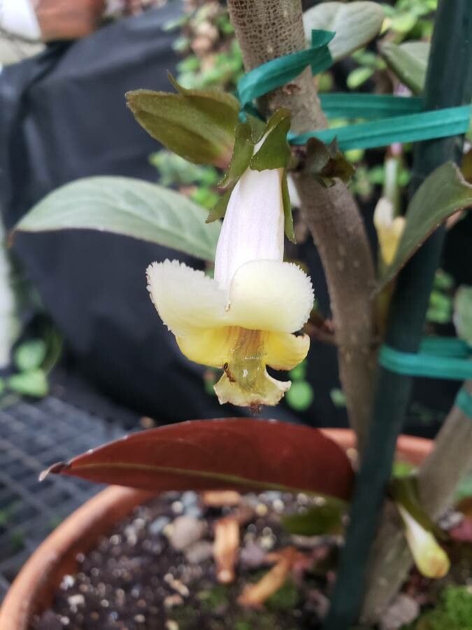Drymonia ecuadorensis flower