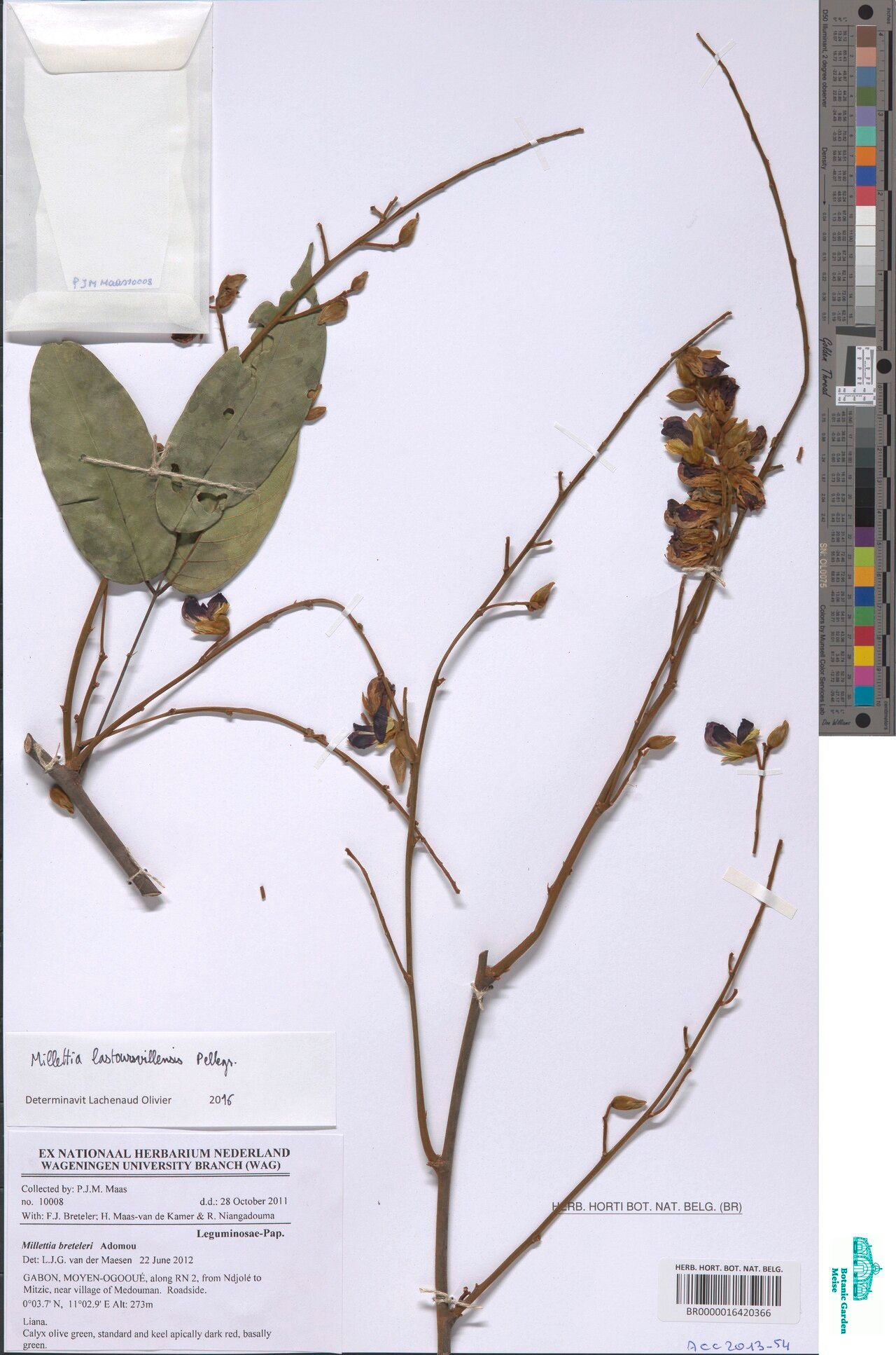 Millettia lastoursvillensis — houseplant care guide