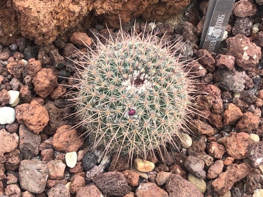 Mammillaria surculosa leaf