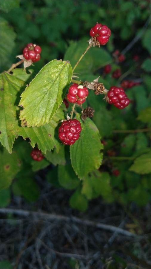 Rubus rhamnifolius fruit