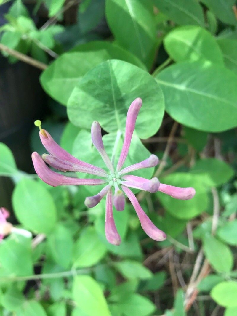 Lonicera × heckrottii bark