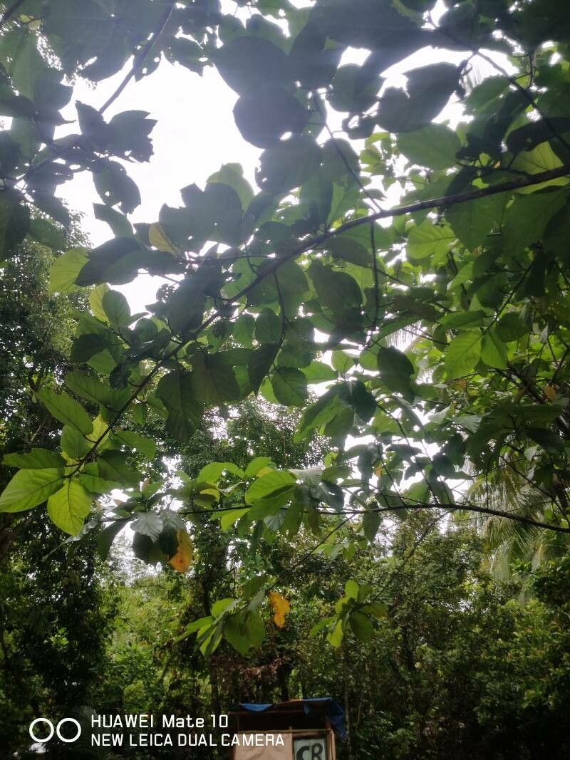 Ficus nota — houseplant care guide