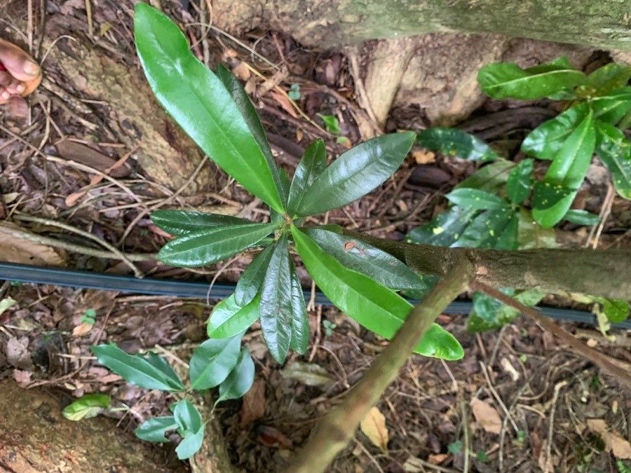 Pimenta racemosa — search result for 'Cuba'