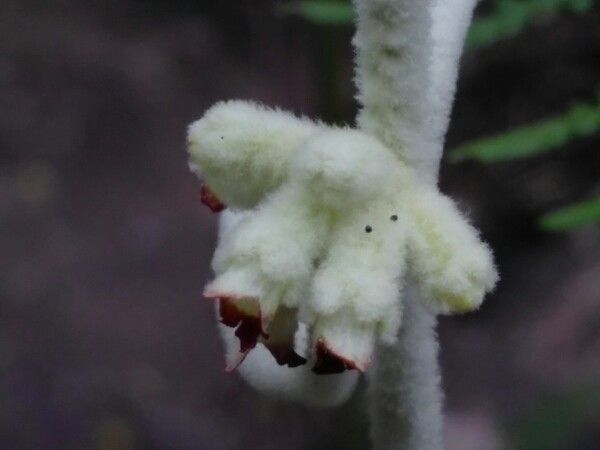 Sideritis canariensis flower