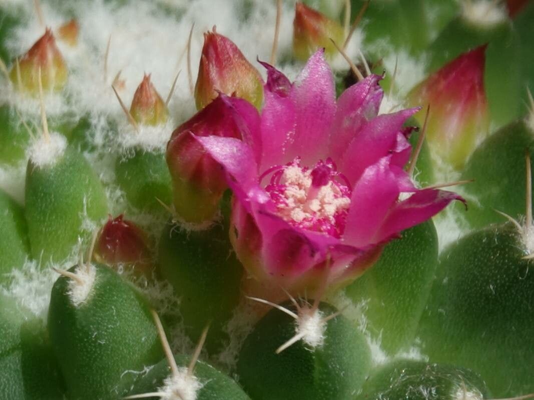 Mammillaria polythele flower