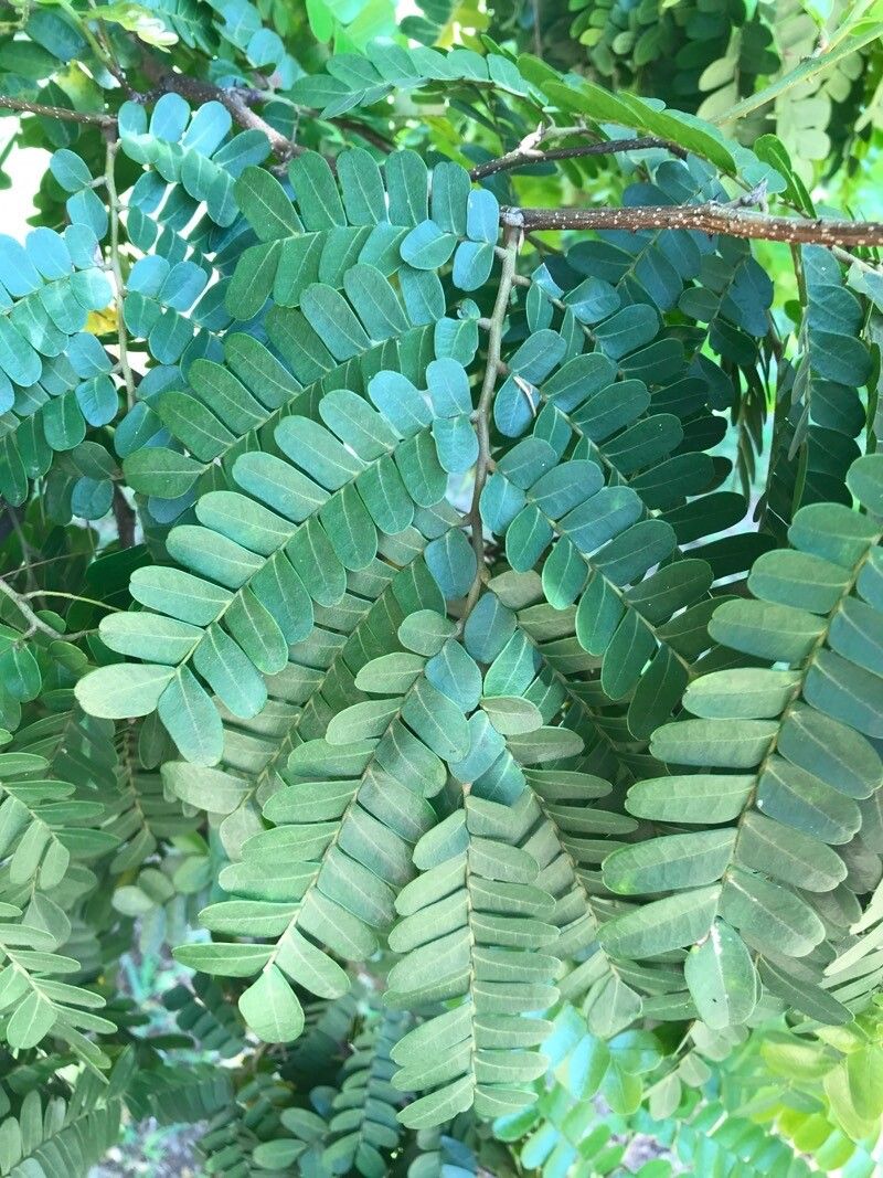 Paubrasilia echinata leaf