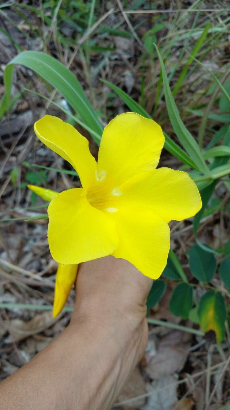 Allamanda angustifolia flower