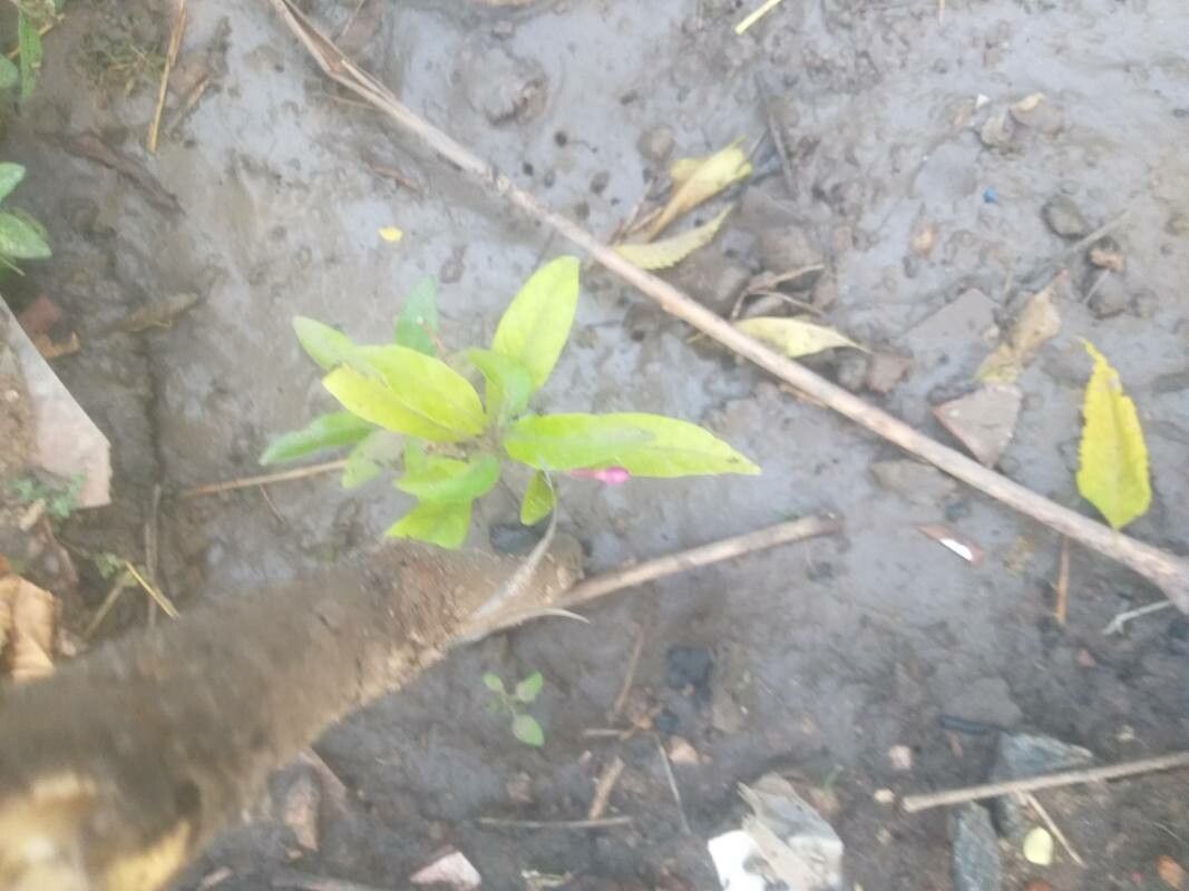 Dianthera sessilis — search result for 'Dianthera'