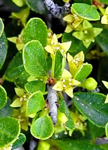 Rhamnus oleoides flower