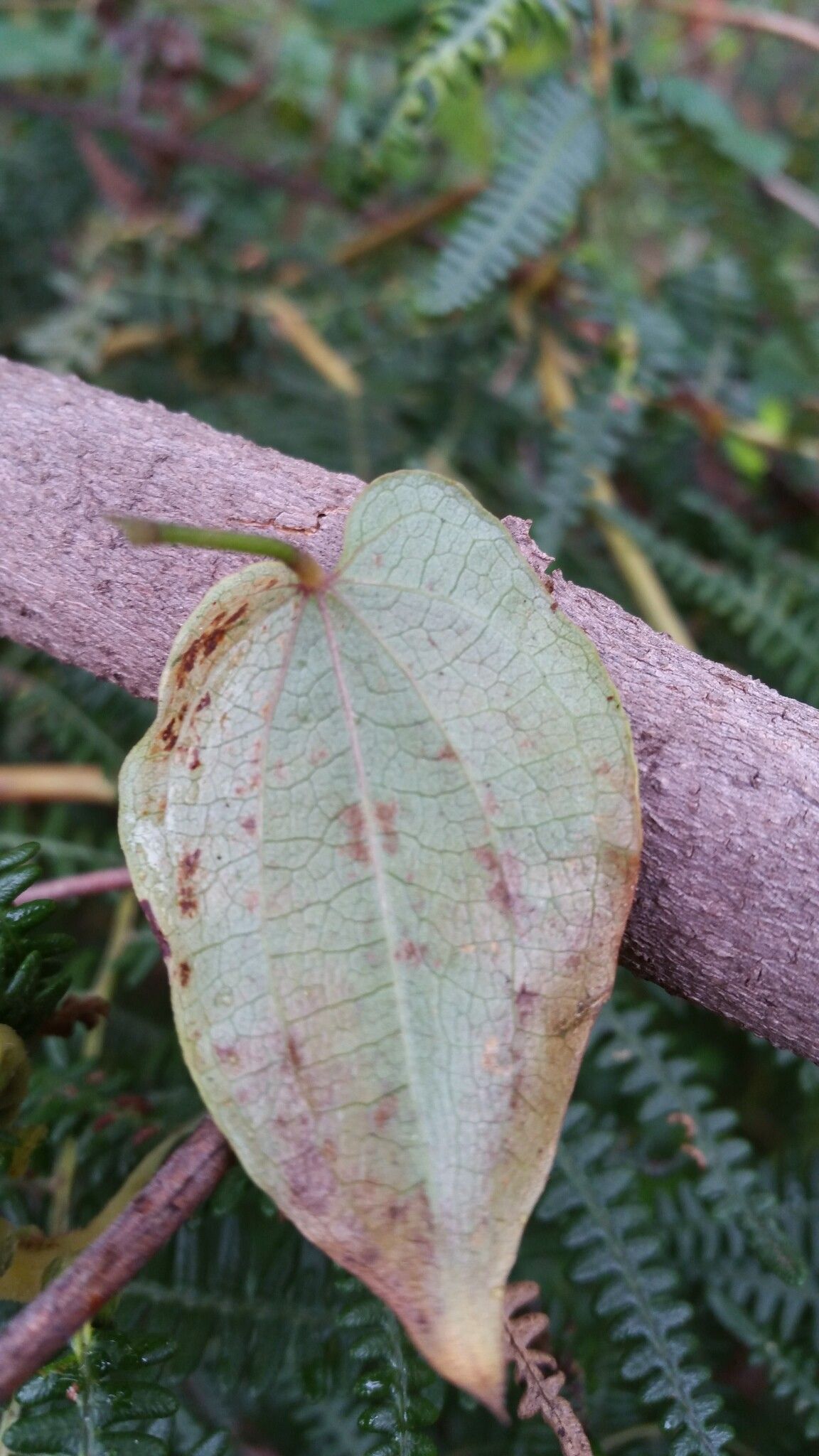 Dioscorea trichantha leaf
