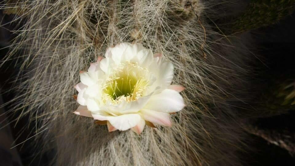 Echinopsis atacamensis flower