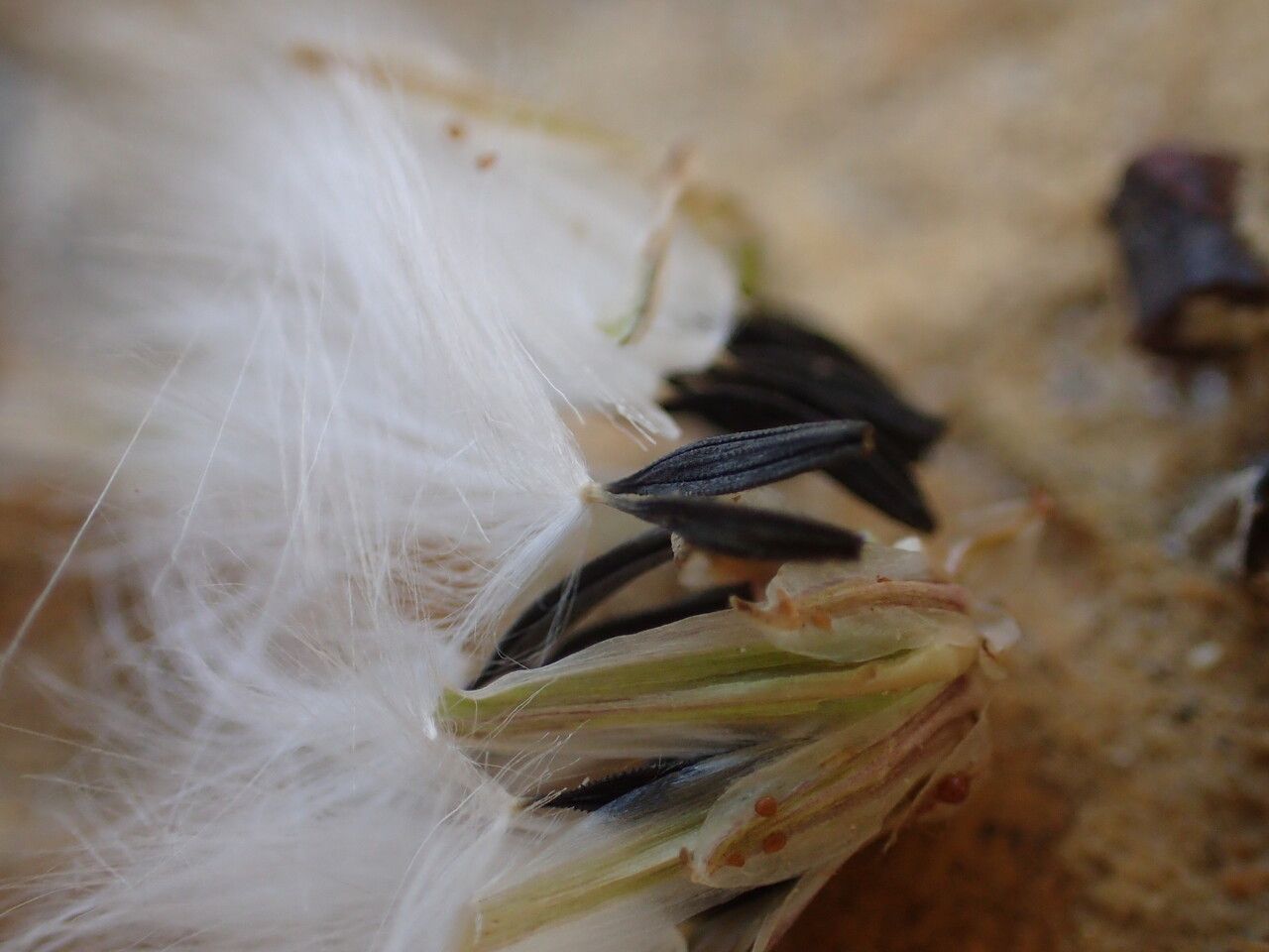Launaea intybacea fruit
