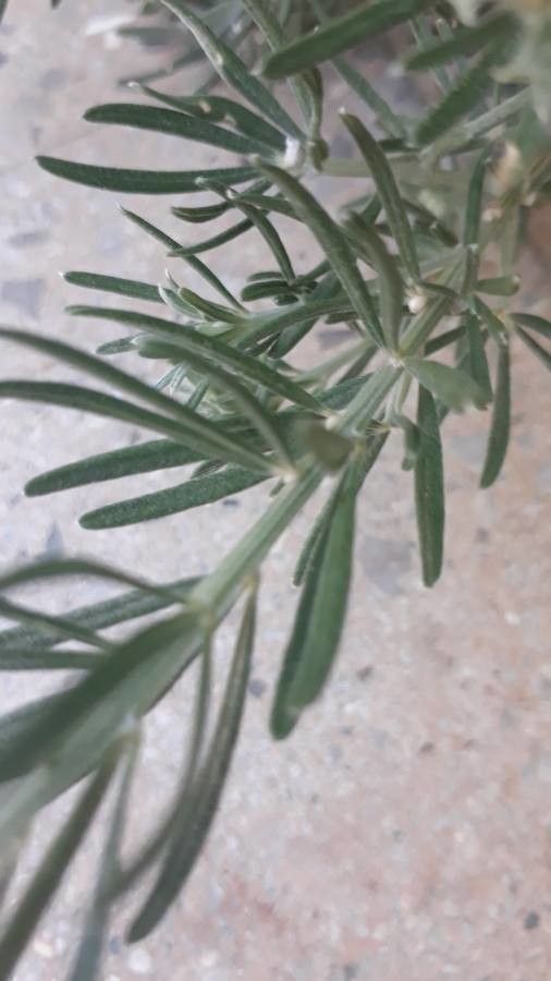 Teline linifolia — related species from the same genus