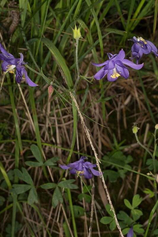 Aquilegia einseleana habit