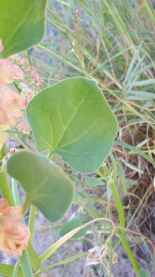 Rumex vesicarius — search result for 'Polygonaceae'