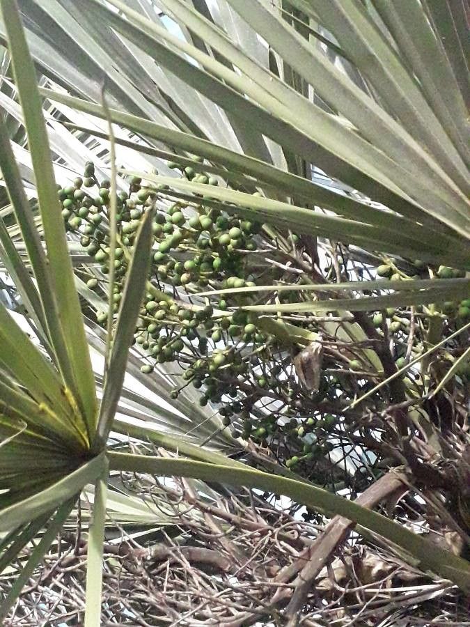Trithrinax campestris fruit