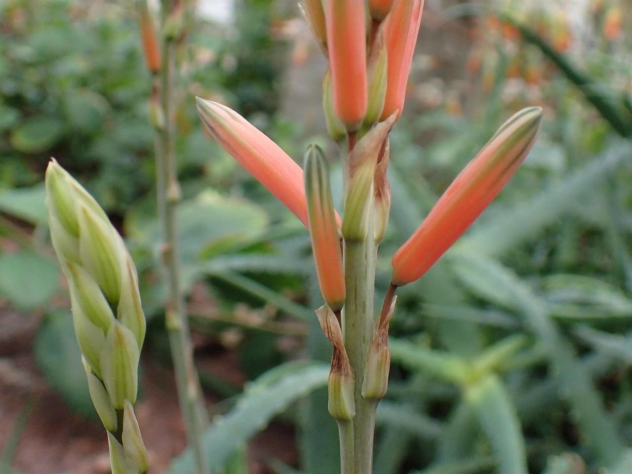 Aloe acutissima habit