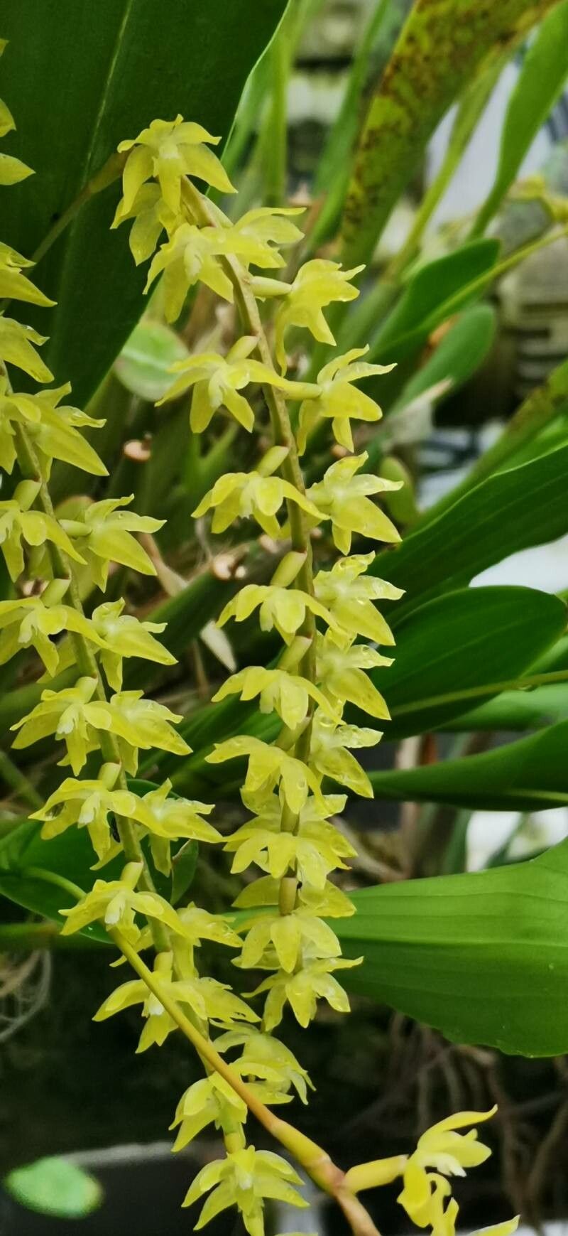 Coelogyne pangasinanensis flower
