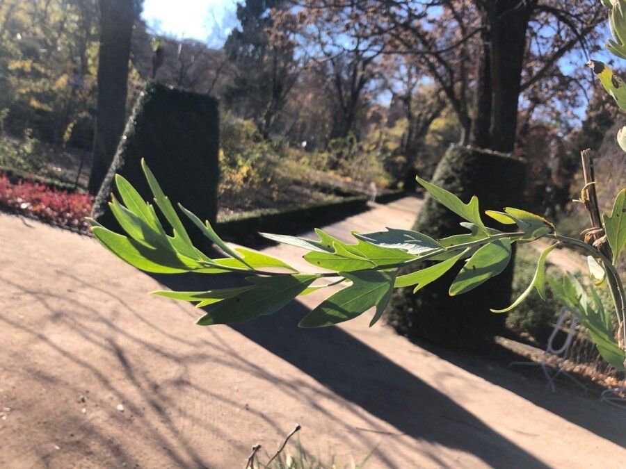 Romneya coulteri — search result for 'Papaveraceae'