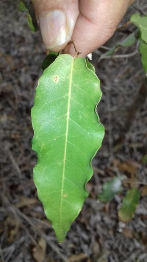 Cleistanthus stipitatus — houseplant care guide