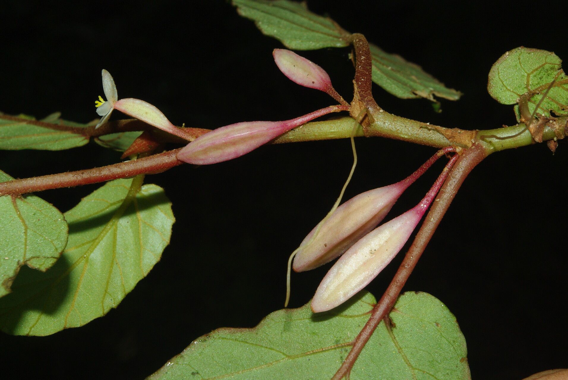 Begonia fusialata flower