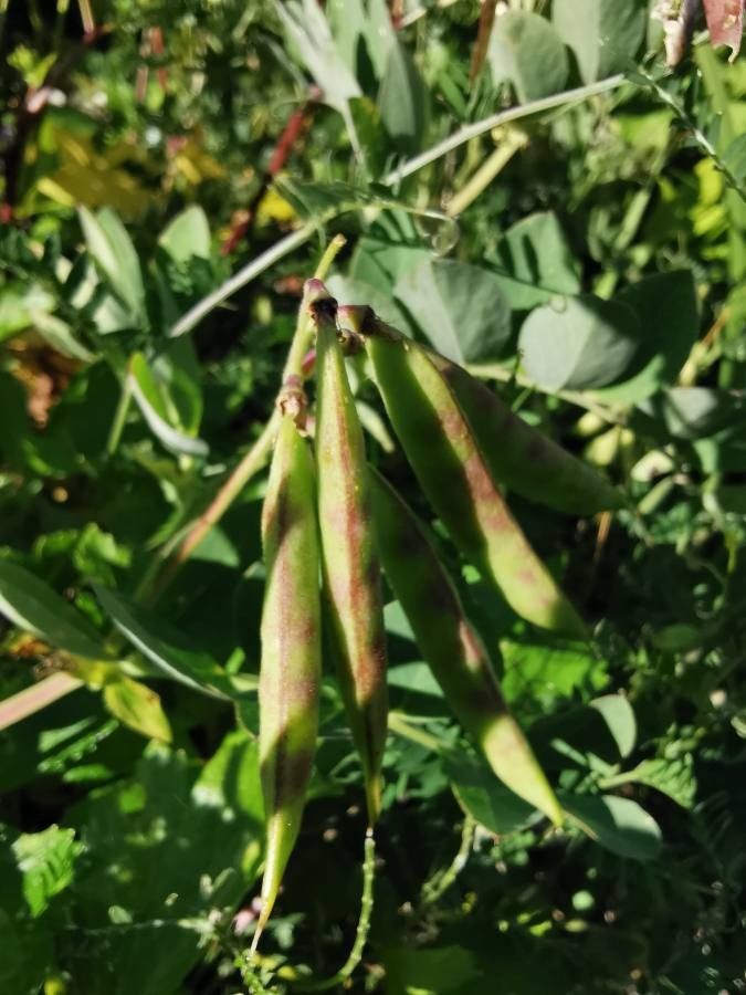Lathyrus japonicus fruit