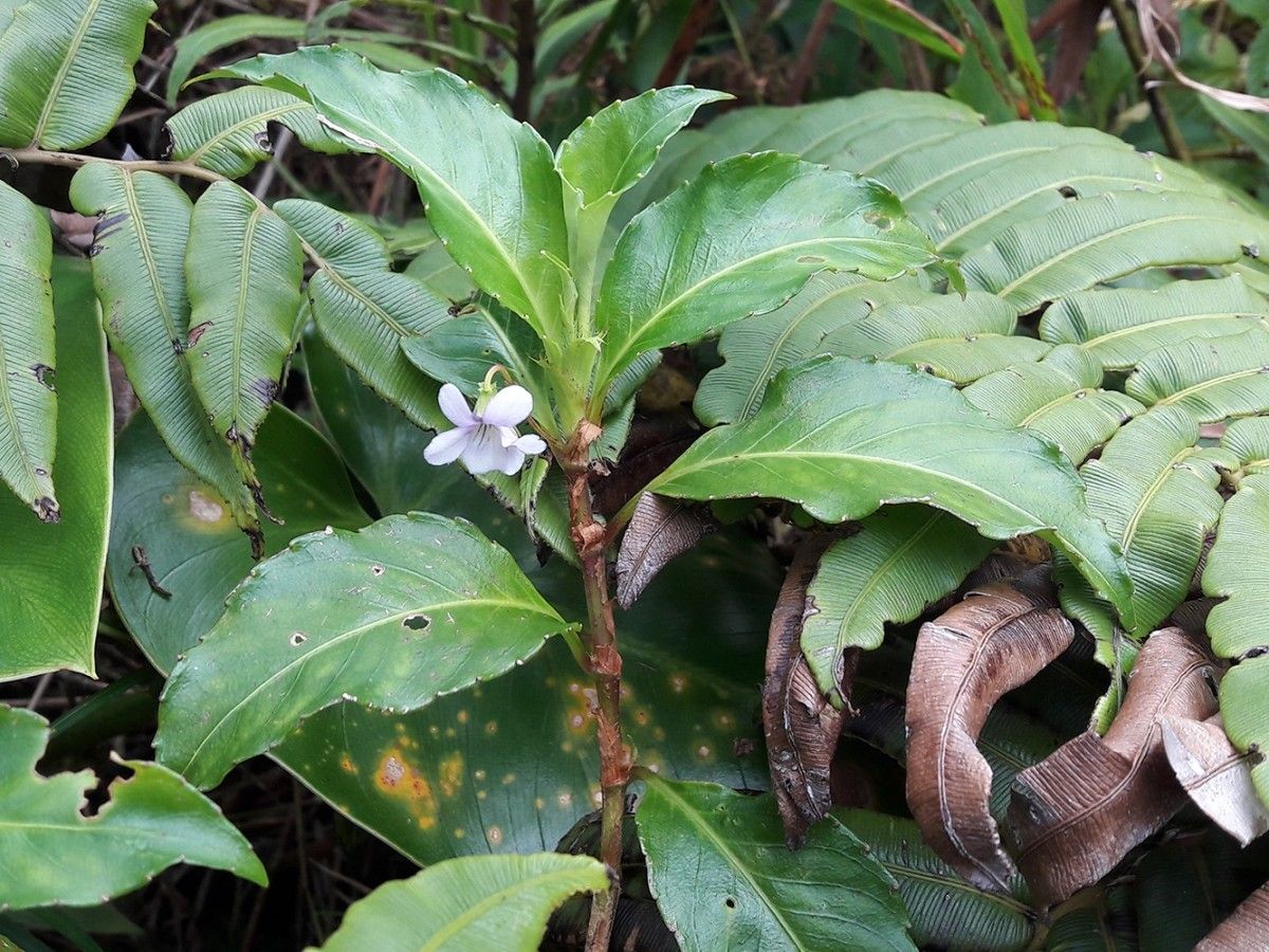 Viola stipularis habit