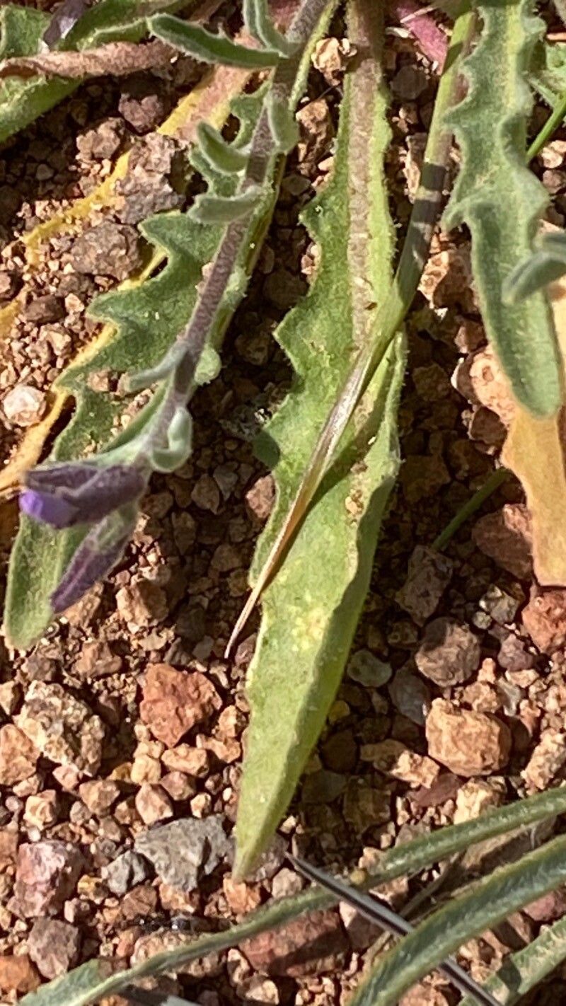 Matthiola lunata — search result for 'Matthiola'