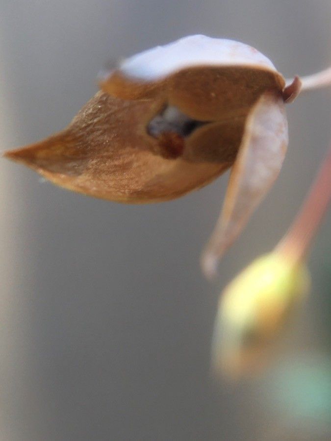 Diatelia tuberaria fruit
