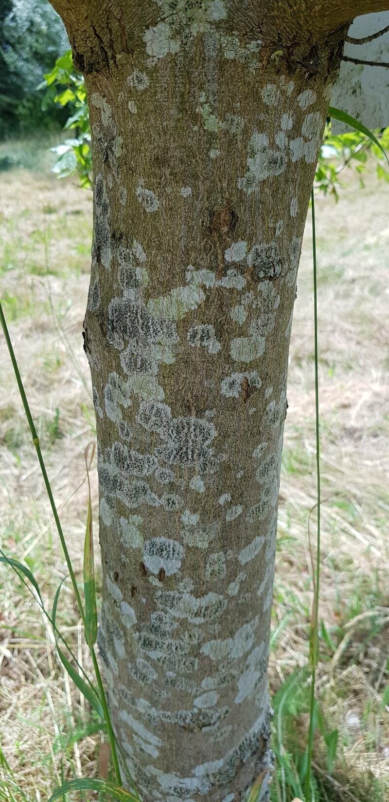 Acer obtusifolium bark