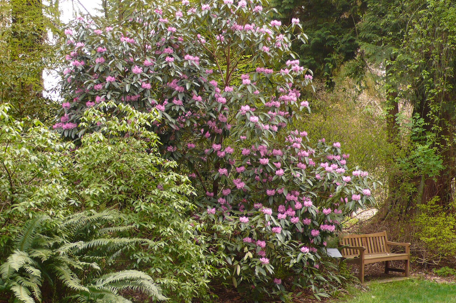 Rhododendron denudatum habit