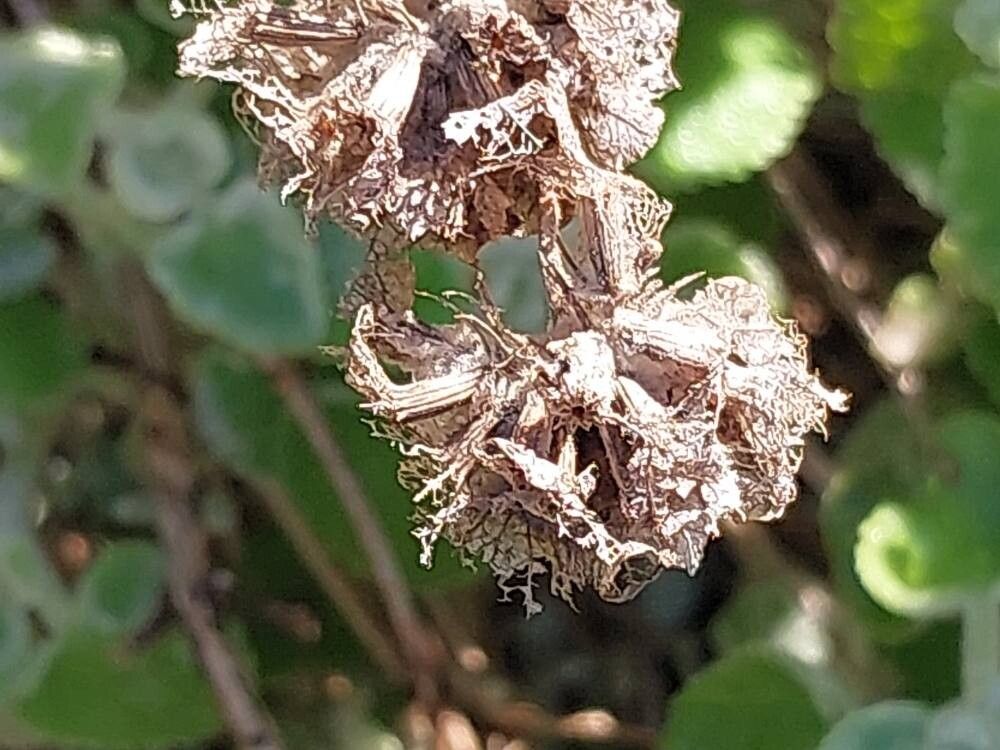 Pseudodictamnus acetabulosus fruit