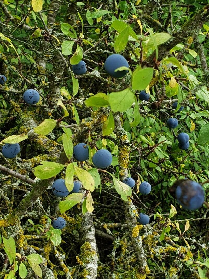 Prunus × fruticans fruit