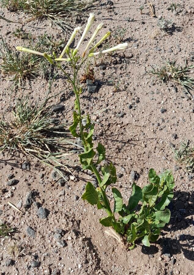 Nicotiana paa habit