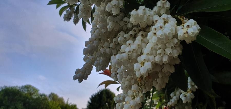 Pieris formosa flower