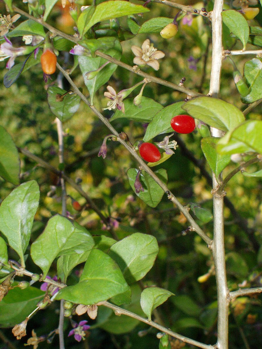 Lycium chinense fruit