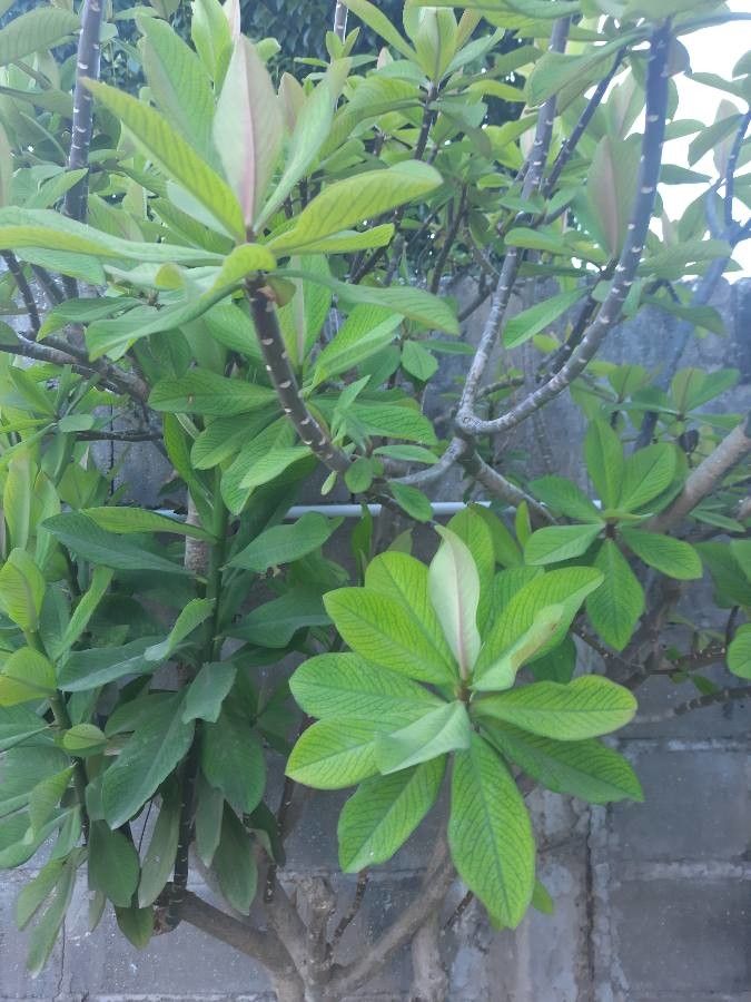 Euphorbia grantii leaf