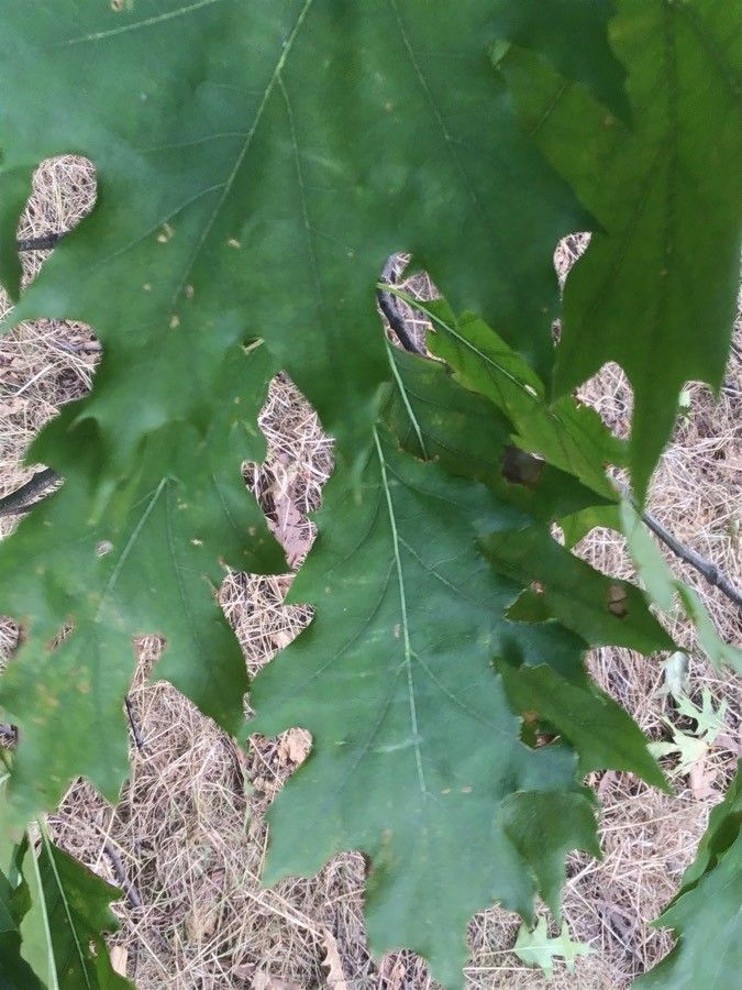 Quercus × benderi — houseplant care guide