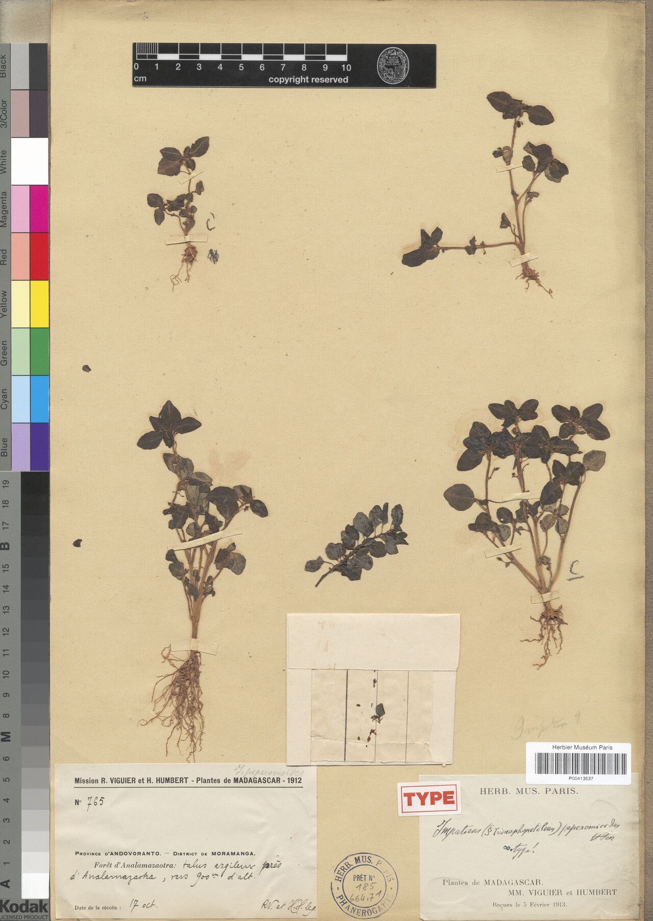 Impatiens peperomioides — houseplant care guide